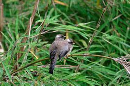 白領鳳鶥緬越亞種 白領鳳鶥緬越亞種
