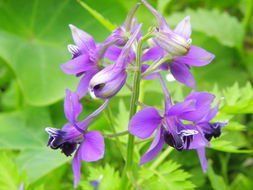 長距大理翠雀花