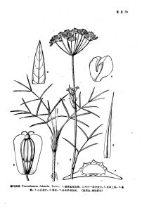 鐮葉前胡 鐮葉前胡