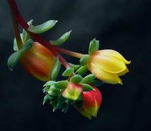 小紅衣的花（由EmmanuelleAub&eacute;拍攝）