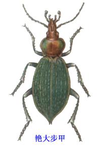 艷大步甲 艷大步甲