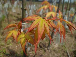 日本紅楓橙之夢 日本紅楓橙之夢