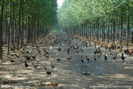 林下養雞 林下養雞