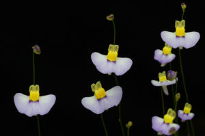 雙鱗片狸藻 雙鱗片狸藻