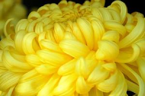 （圖）黃菊花