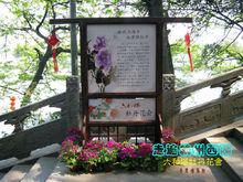 六和塔牡丹花會