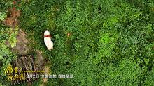 《厲害了，我的國》生態篇