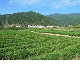 埠頭村[湖南省郴州市汝城縣濠頭鄉下轄村]