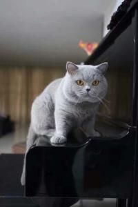 英短藍貓 英短藍貓