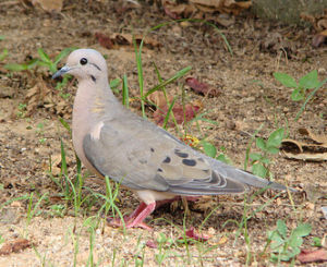斑頰哀鴿 斑頰哀鴿