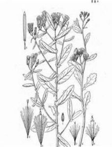 光梗闊苞菊 光梗闊苞菊