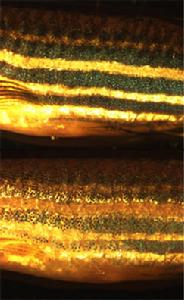 （圖）斑馬魚暴露在黑暗（上）和光亮（下）中的色彩調節。