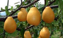 蒼溪雪梨產品圖集