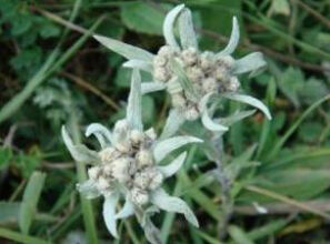 紅花火絨草 紅花火絨草