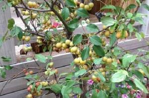 觀賞蘋果 觀賞蘋果