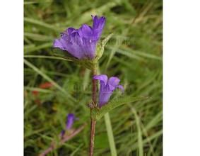 青紫披鹼草(變種) 青紫披鹼草(變種)