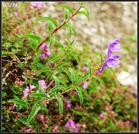 Scutellaria baicalensis
