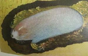 東北鼢鼠 東北鼢鼠