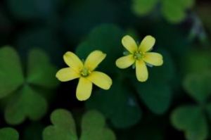 黃花冷水花 黃花冷水花