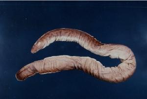 楊氏黏盲鰻 楊氏黏盲鰻