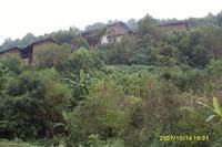 楊表箐村 楊表箐村