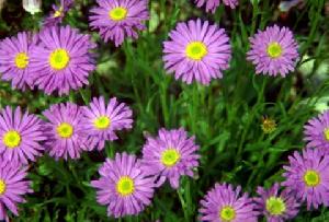 被子植物 被子植物