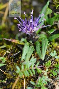 小風毛菊 小風毛菊