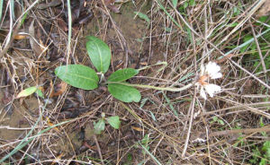 晚花大丁草 晚花大丁草