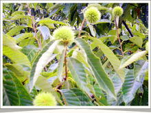 金龜寄生的植物