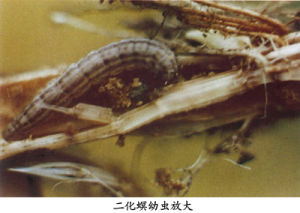 二化螟