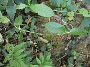 大果囊苔草 大果囊苔草