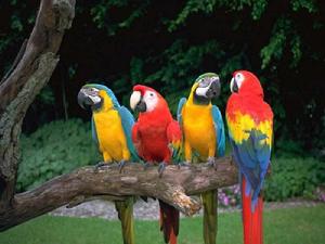 金剛鸚鵡 金剛鸚鵡