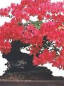 盆景藝術 盆景藝術