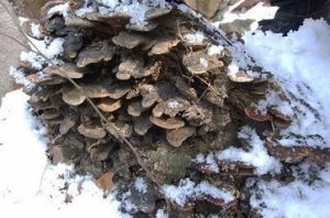 奇絨毛靈芝 奇絨毛靈芝