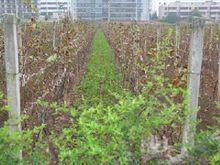 葡萄種植