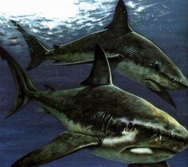 日本異齒鯊 日本異齒鯊