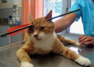 大難不死 大難不死