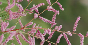 多花檉柳 多花檉柳