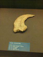 吉蘭泰龍的爪子化石