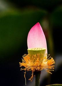 黃國強[攝影師]