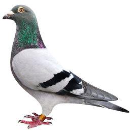 狄爾巴鴿系 狄爾巴鴿系