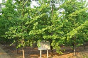 銀杏樹[銀杏科落葉喬木]