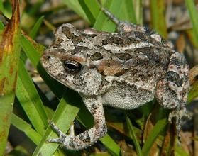 美國蟾蜍 美國蟾蜍