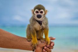 monkey[英語單詞]