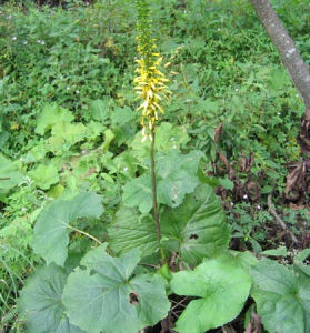 窄頭橐吾 窄頭橐吾