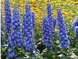 柔毛峨眉翠雀花 柔毛峨眉翠雀花