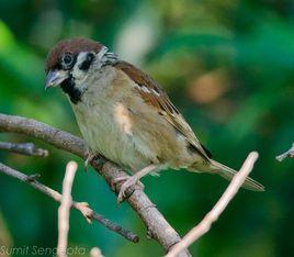 樹麻雀普通亞種 樹麻雀普通亞種