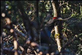 松雞庇里牛斯山亞種