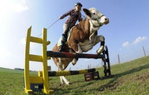 德國女孩麗賈娜將母牛訓練成賽馬