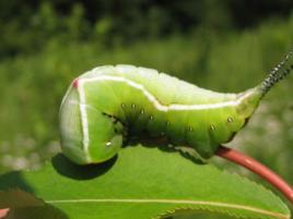 柳二尾舟蛾 柳二尾舟蛾